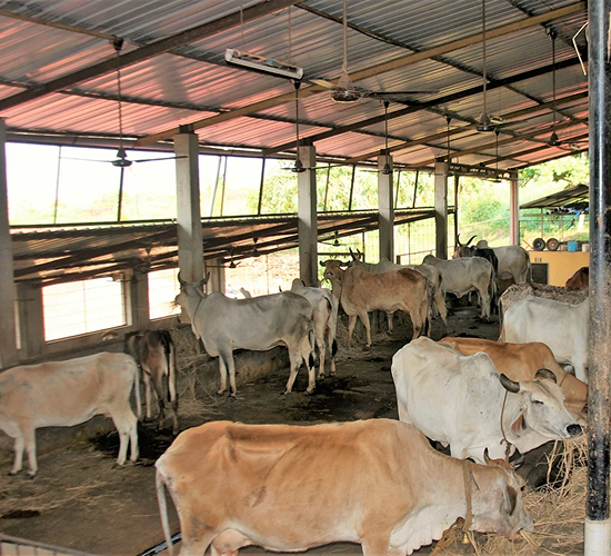 Gau Seva Image